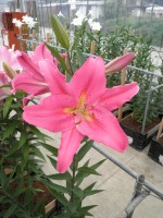 [1887 Bonnard VH No01.JPG]